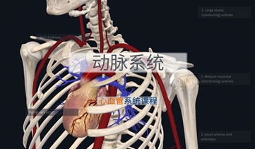 心血管系统解剖基础｜动脉系统