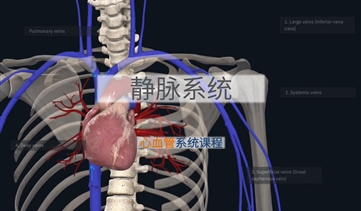 心血管系统解剖基础｜静脉系统