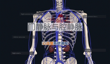 心血管系统解剖基础｜门静脉与腔静脉