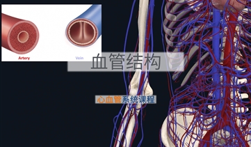 心血管系统解剖基础｜血管结构