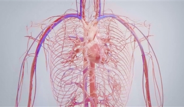 系列课程：心血管系统解剖基础